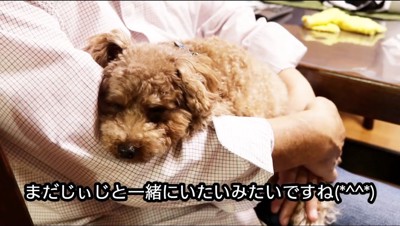 老年男性に抱っこされる犬