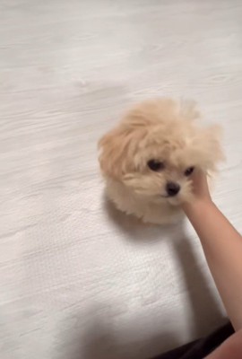 芸を披露するみるくちゃん7