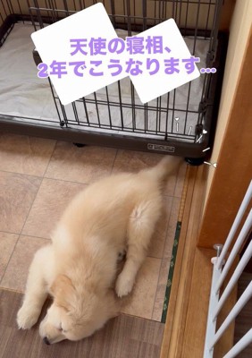 天使のようなブランくん1