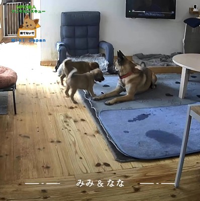 大型犬にもひるまない！