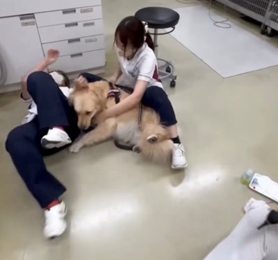 倒れながらも犬を優しく支えるスタッフ