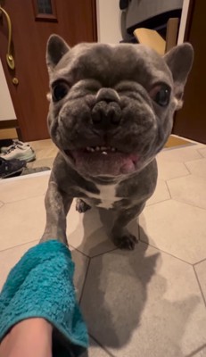 右前足の上にタオル