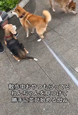 おやつをもらうワンコとポポちゃん6