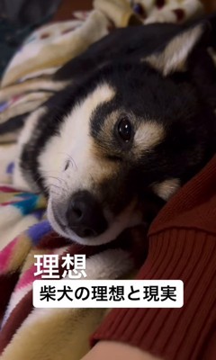 柴犬を飼う理想と現実3