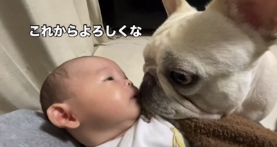 赤ちゃんに顔を近づける犬
