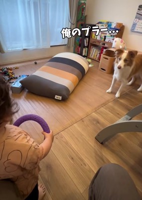 おもちゃを持っている子供を見ている犬