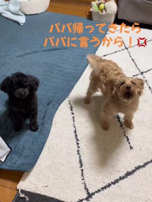 モカちゃんご立腹