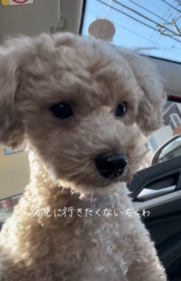 下を向く犬