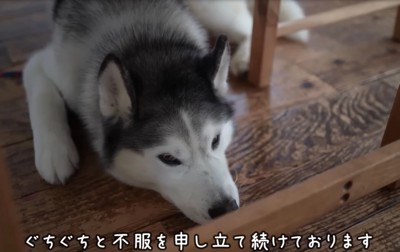 机の下で不満を言う犬