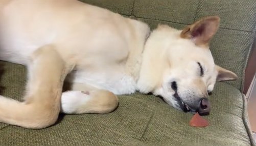 眠る保護犬