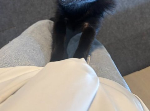 犬生