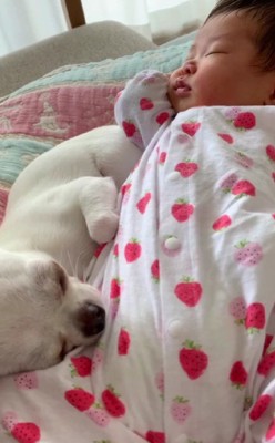 チワワのまるちゃんには…