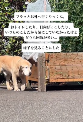 庭を散策する大型犬
