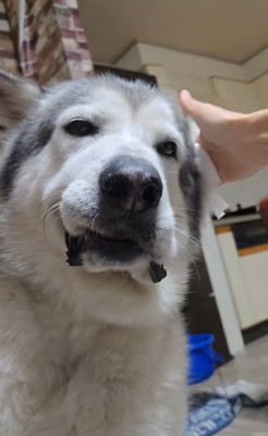 耳掃除中のアランちゃん5