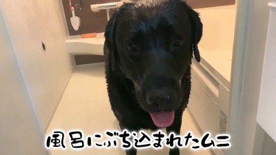 ムニくんのお散歩拒否9