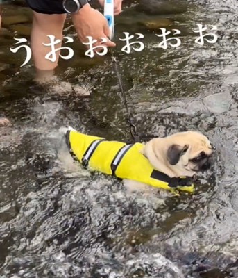 犬かきをする犬3