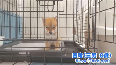 ケージの中に入っている子犬