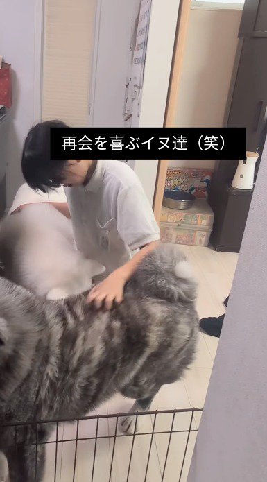 黒い犬の背中を撫でてあげる女の子