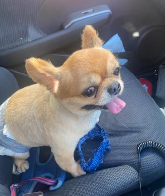 トリミングに行ったら…