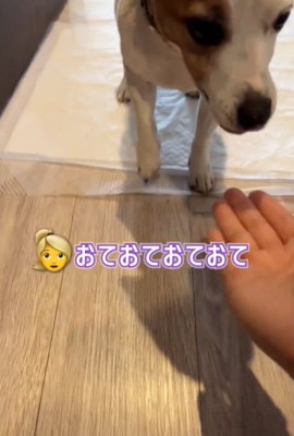 目を伏せる犬2