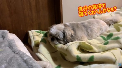 動く気ゼロ