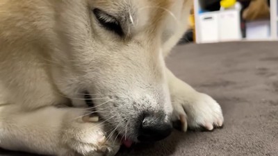 肉球ケアに勤しむらんまるくん