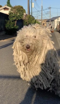 近づく犬