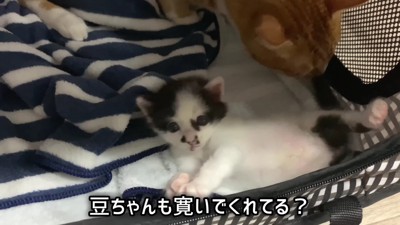 「よく見ると可愛い…」