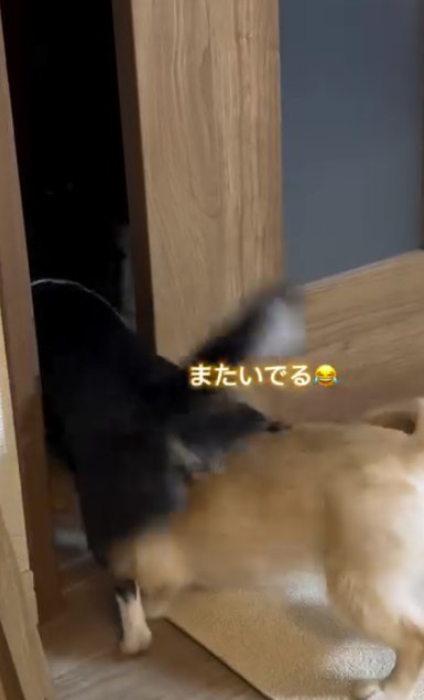 引き戸の隙間で玉突き衝突する2頭の小型犬