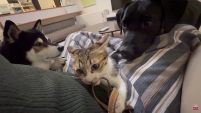 もみじちゃんを囲む大河くん＆銀河くん⑩