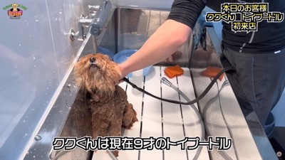 トイプードルのククちゃん