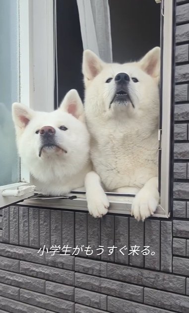 窓際で鼻を高くして帰ってくる家族を探す秋田犬