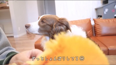 ぬいぐるみを横目で見てから視線をそらす犬