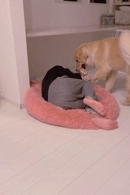 クッションに寝転ぶパパとメルくん