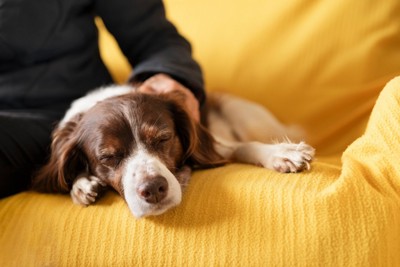 飼い主になでられながらソファで眠る犬