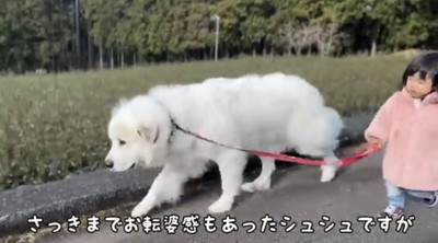 道を歩く犬と子ども