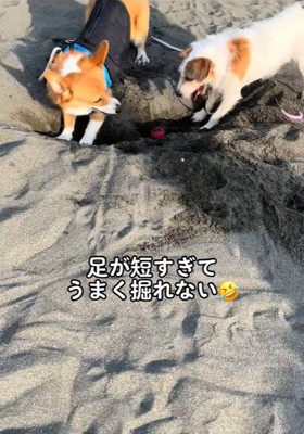 穴掘りを教わるラティちゃん3