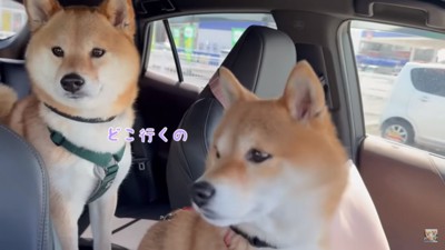 心配そうな2匹1