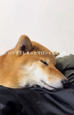 ハマってしまったマロンくん