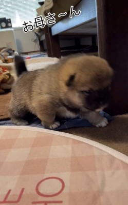 立ち上がる子犬