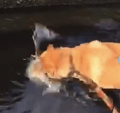 水に突っ込む犬