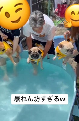 プールに入ろうとする3匹