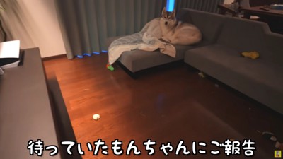 お留守番中のもんちゃんは…