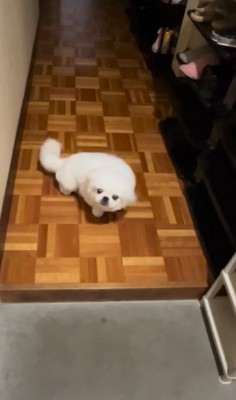 飼い主を出迎える小型犬
