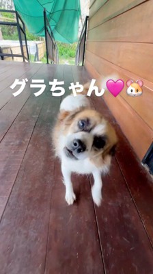 首をかしげながら女性に近づいてくる小柄な犬