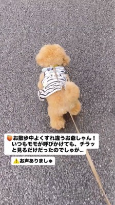 すれ違う老人を見つめる犬