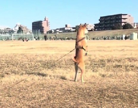 「やっぱり!おやつ持ってる!」