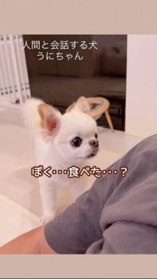 食べたことを忘れている犬