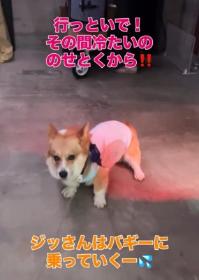 バギーに乗りたいジノくん