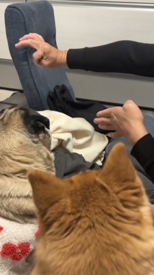 取れた指の方向に行くパグ